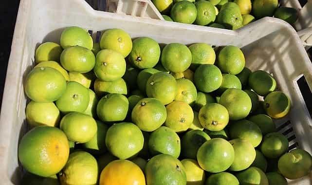 ekim ayinda mandalina ihracatinda yuzde 144luk rekor artis