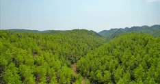 mugla orman.webp.webp