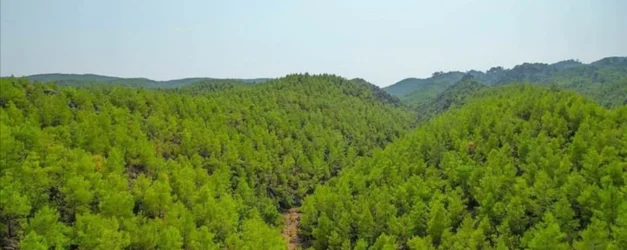 mugla orman.webp.webp