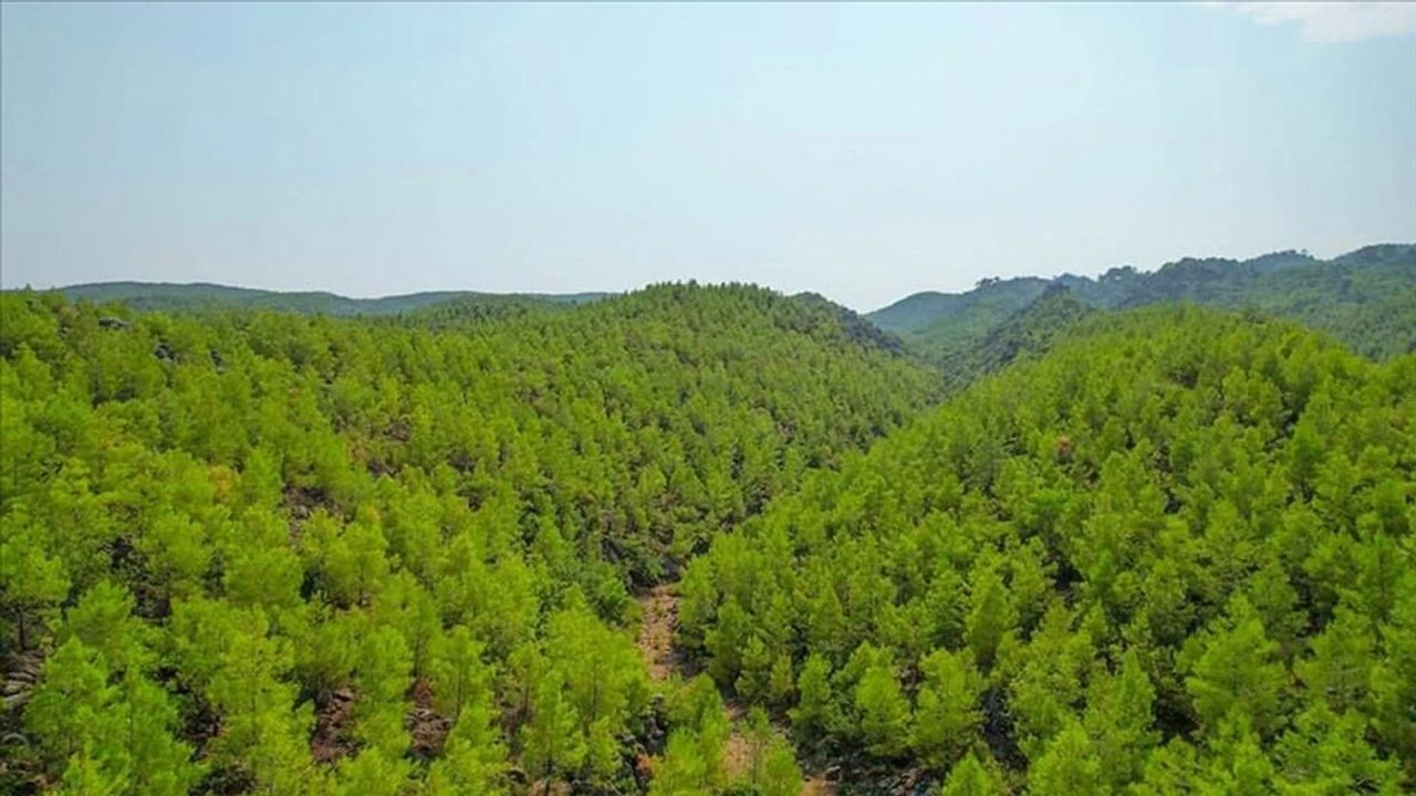 mugla orman.webp.webp