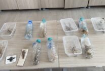 NEMRUT DAGINDAN CEKIRGE TOPLAYAN 2 KISI 1465355 435996