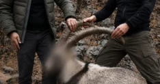 siirt te koruma altindaki 5 yaban kecisini 20122506 amp.webp